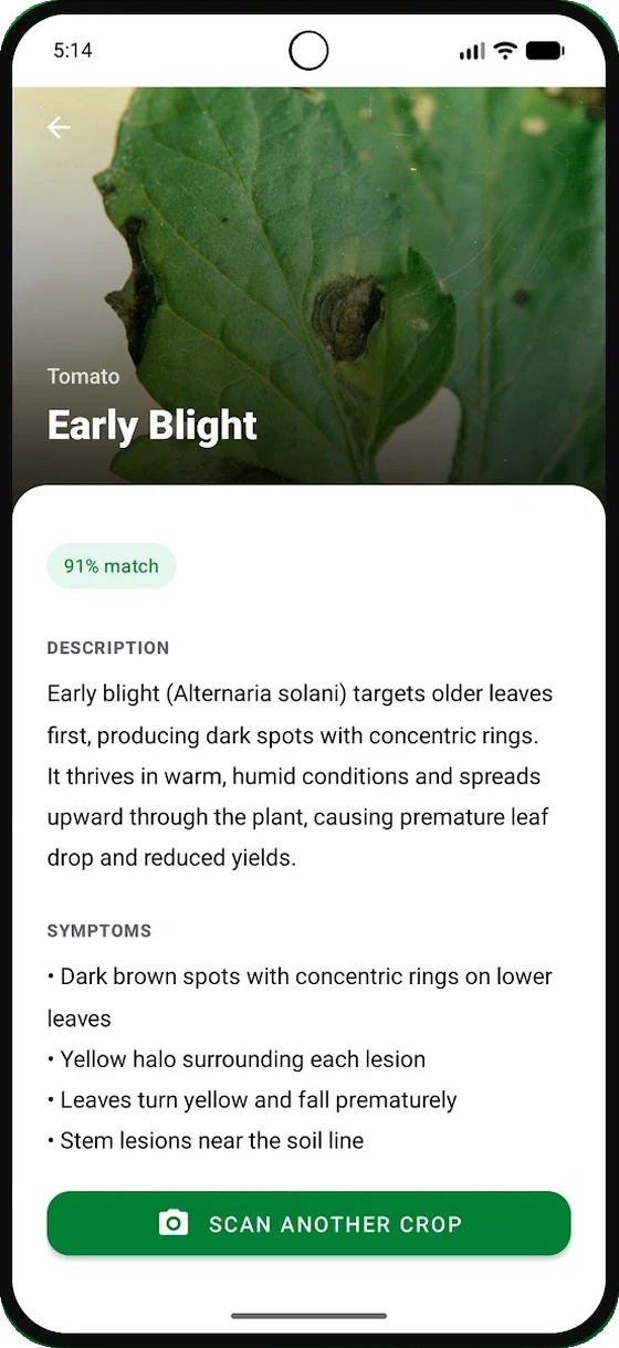 A disease guide in the Beeroole app showing a description and symptom list for tomato early blight