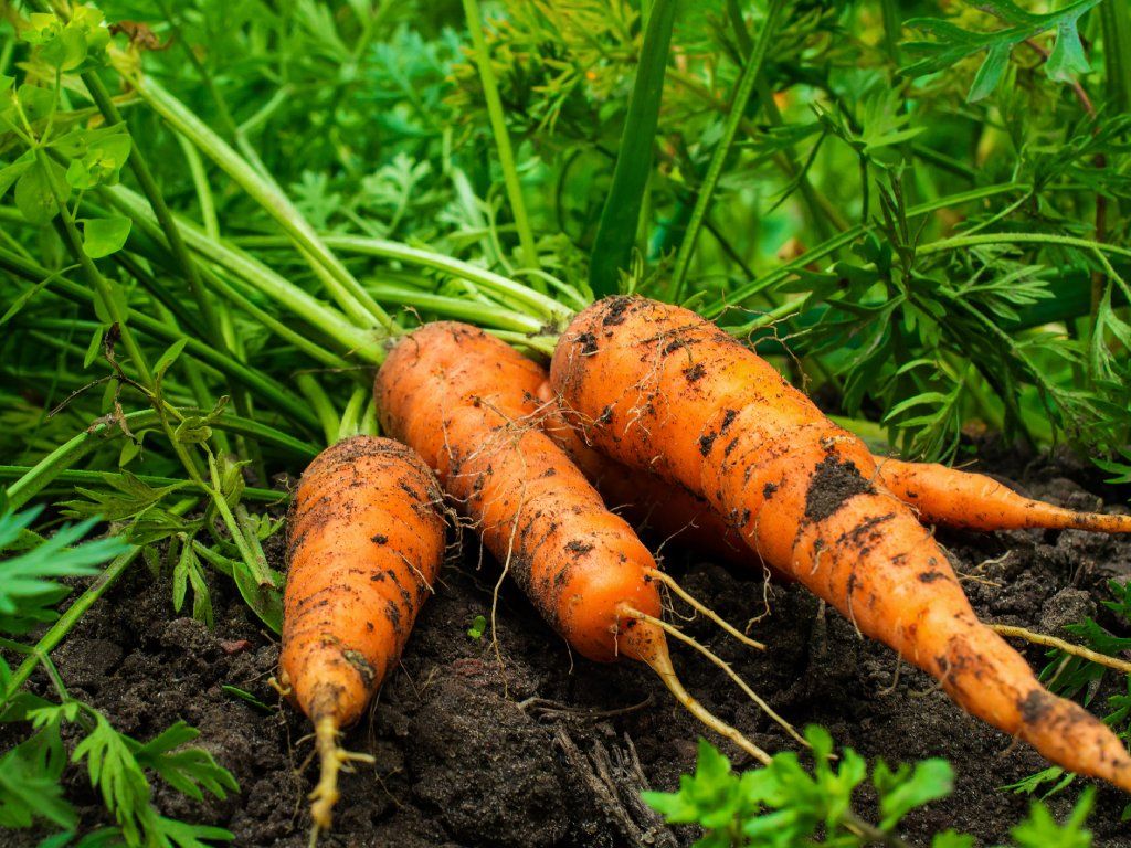 Freshly harvested carrots from the farm