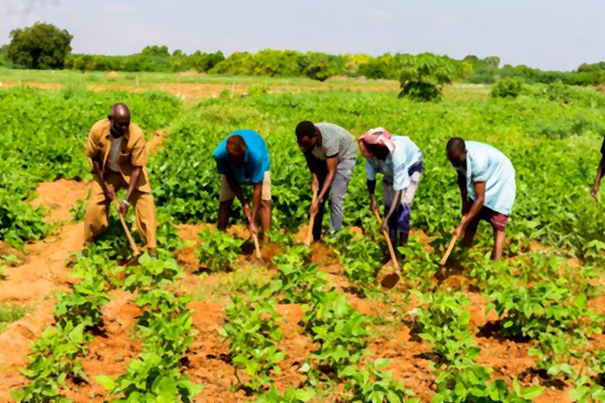 Farmers weeding a young bean field with hand hoes
